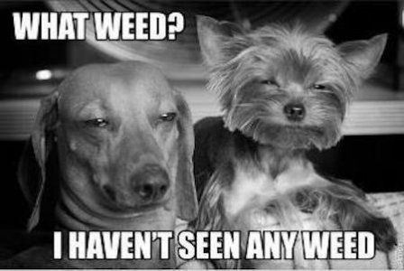 Dogs High....jpg