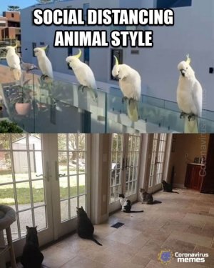 SOCIAL-distancing-animal-style.jpg
