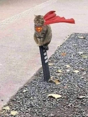 cat humor sf 2.jpg