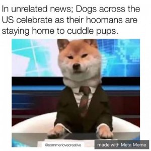 dogs.jpg