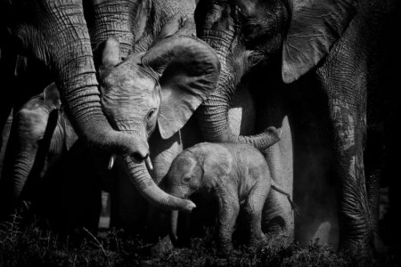 elephants.jpg