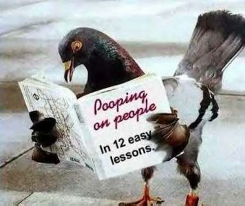 Pooper Pidgeon.jpg