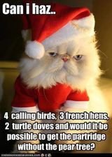 cat xmas.jpg