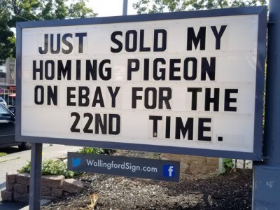 Homing Pigeon.jpg