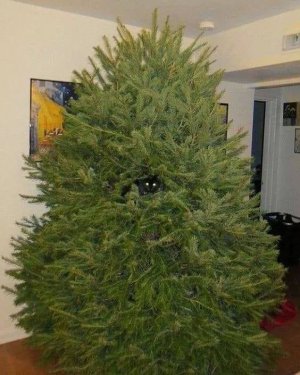 cat in tree 4 sf.jpg