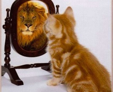 picture-of-cat-looking-in-mirror-and-sees-a-lion-600x490.jpg