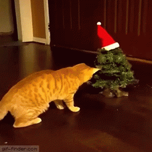cats-animals.gif