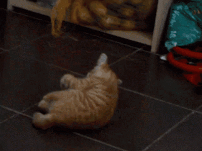 E82DFE4F-37C5-4FE0-A671-8840DC22F1E9.gif