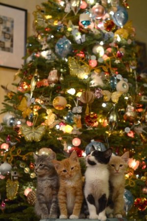 fad69d71c713fc6d32c913e760baaabc[1].jpg