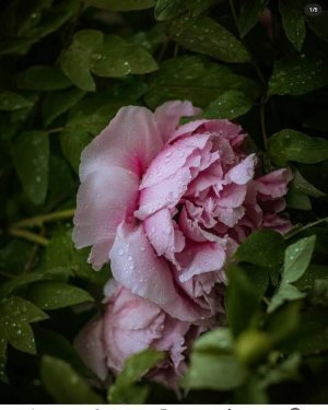 purp rose c 4 T sf.jpg