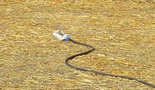 #15 Planting Grass.jpg