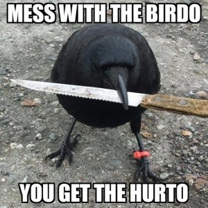 photo-caption-mess-with-thebirdo-you-get-the-hurto.jpg