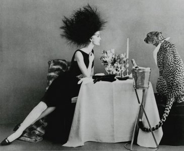 cheetah.JPG