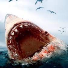 Orcas vs great white sharks: in a battle of the apex predators who wins? |  Science | The Guardian