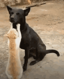 cat-dog.gif
