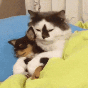 funny-animals-cat.gif