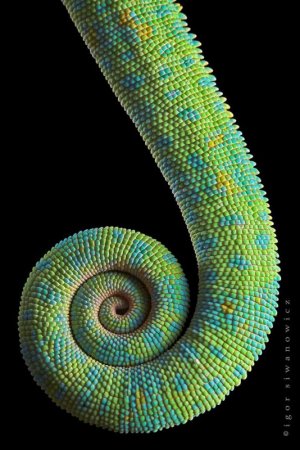 macro-photography (25).jpg