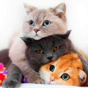 3kats.jpg