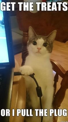 33c0db6aced2b5e634cb9d4c94d74f0d--memes-humor-cats-humor.jpg