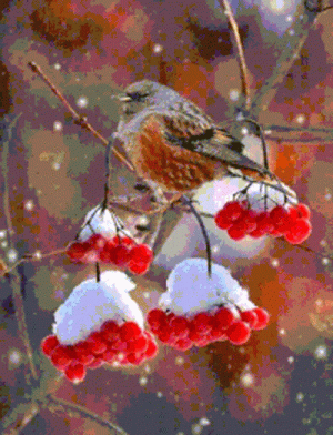 winter-snow.gif