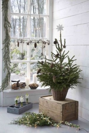 Xmas greenery .jpg