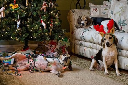 animals-destroying-Christmas-.jpg