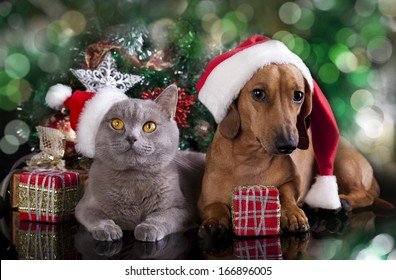 british-kitten-dog-dachshund-.jpg