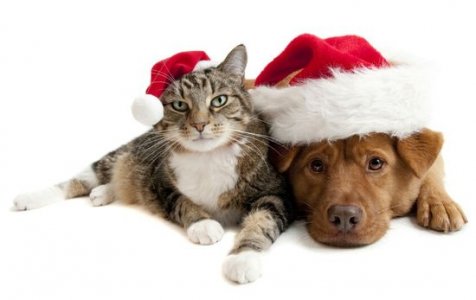 cat and dog sant hats .jpg