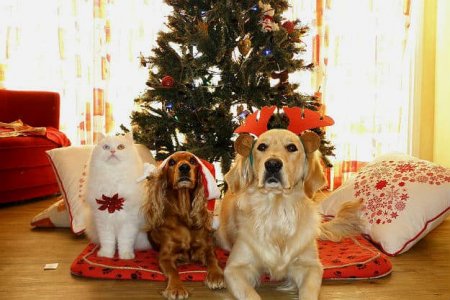 pets-christmas-dogs-cat-pet-safe-pb.jpg