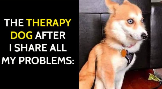 SHARE-FUNNY-ANIMAL-MEMES.jpg