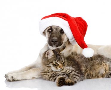 xmas-dog-and-cat.jpg
