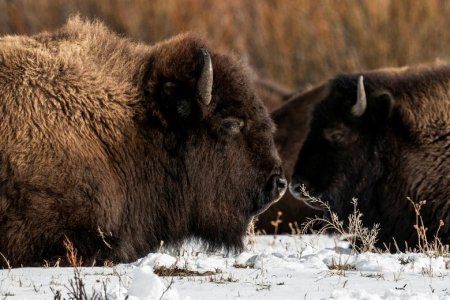 bison.jpg