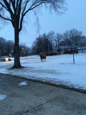 IMG_1136.jpeg