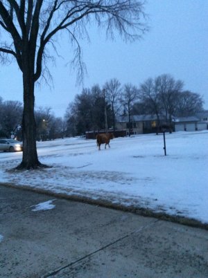 IMG_1137.jpeg