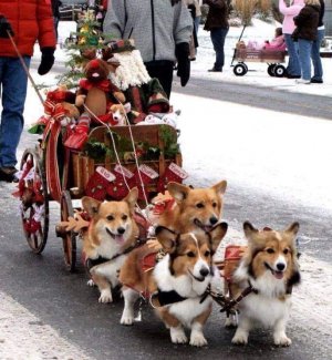 corgi0.jpg