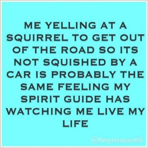 squirrel.jpg