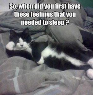 the-funny-animals-42-1.jpg
