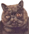 exoticshorthair.gif