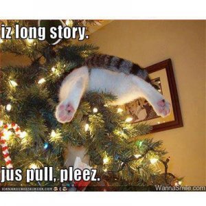 funny cat xmas.jpg