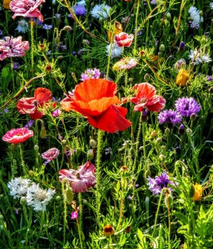 follow 4 fb color flor.jpg