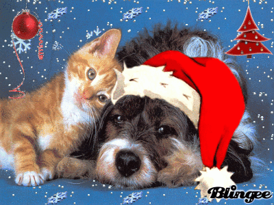 cat and dog.gif