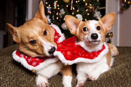 corgis0.jpeg