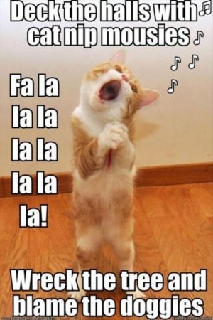 cat lge  falala.jpg