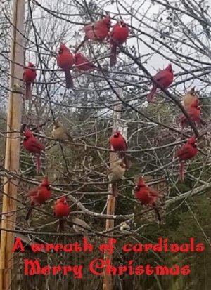 cardinal wreath.jpg