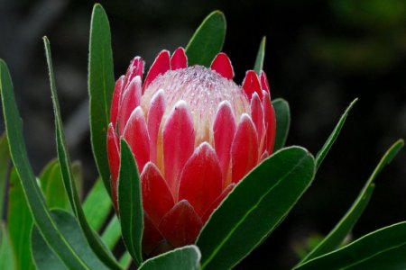 protea.jpg