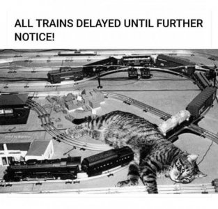 cattitude122121.jpg