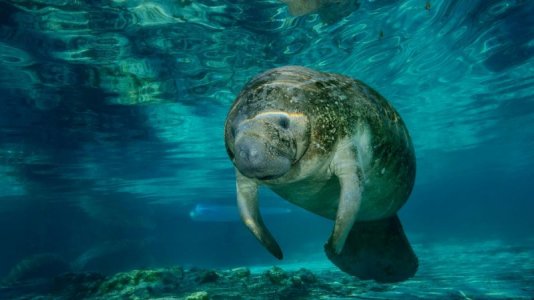 manatees.jpg
