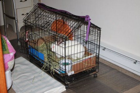 bunny_cage0.JPG