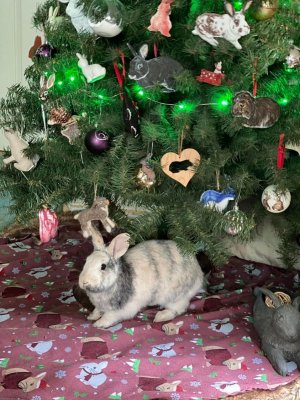 bunny_tree.jpg