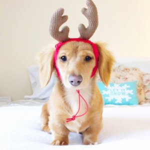 dogs00.jpg